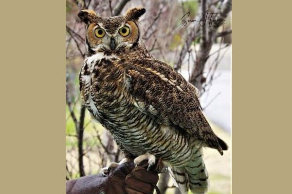 Great Horned Owl; Photo by Susan Farese